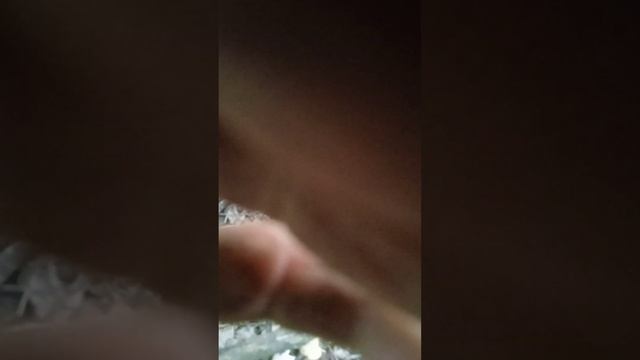 Гнойовик сірий смотреть онлайн