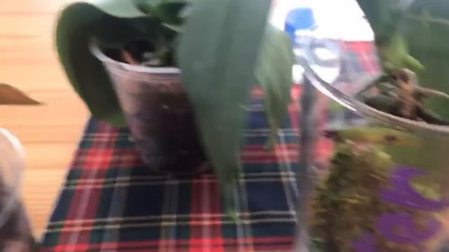 Orkide KÖKSÜZ Kaldıysa Bunu Yap Yeniden Köklensin . #orchidecare смотреть онлайн