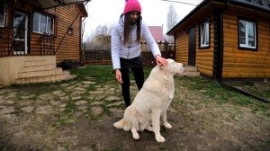 КАК НАУЧИТЬ КОМАНДЕ СИДЕТЬ | ДРЕССИРОВКА СОБАК | ТРИ ПРОСТЫХ СПОСОБА | ДРЕССИРОВКА АЛАБАЯ |