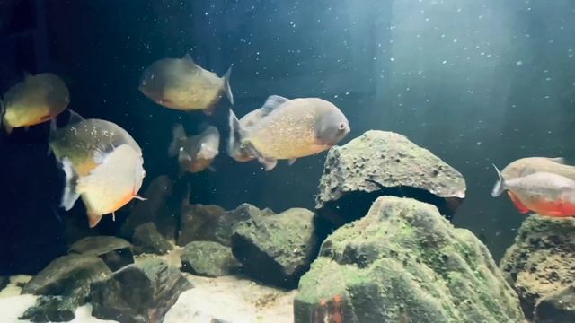 Пираньи приняли в стаю смотреть онлайн