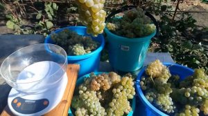 Виноград  Рисус технический сорт.