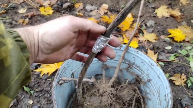 Виноград.Пересадка взрослого винограда осенью.Подготовка посадочных ям. Весенний результат пересадк смотреть онлайн