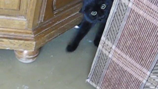 Говорящая кошка! смотреть онлайн