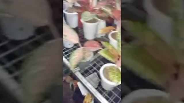 LIVE !! UPDATE STOCK AGLONEMA MURAH UNTUK PEMULA!!