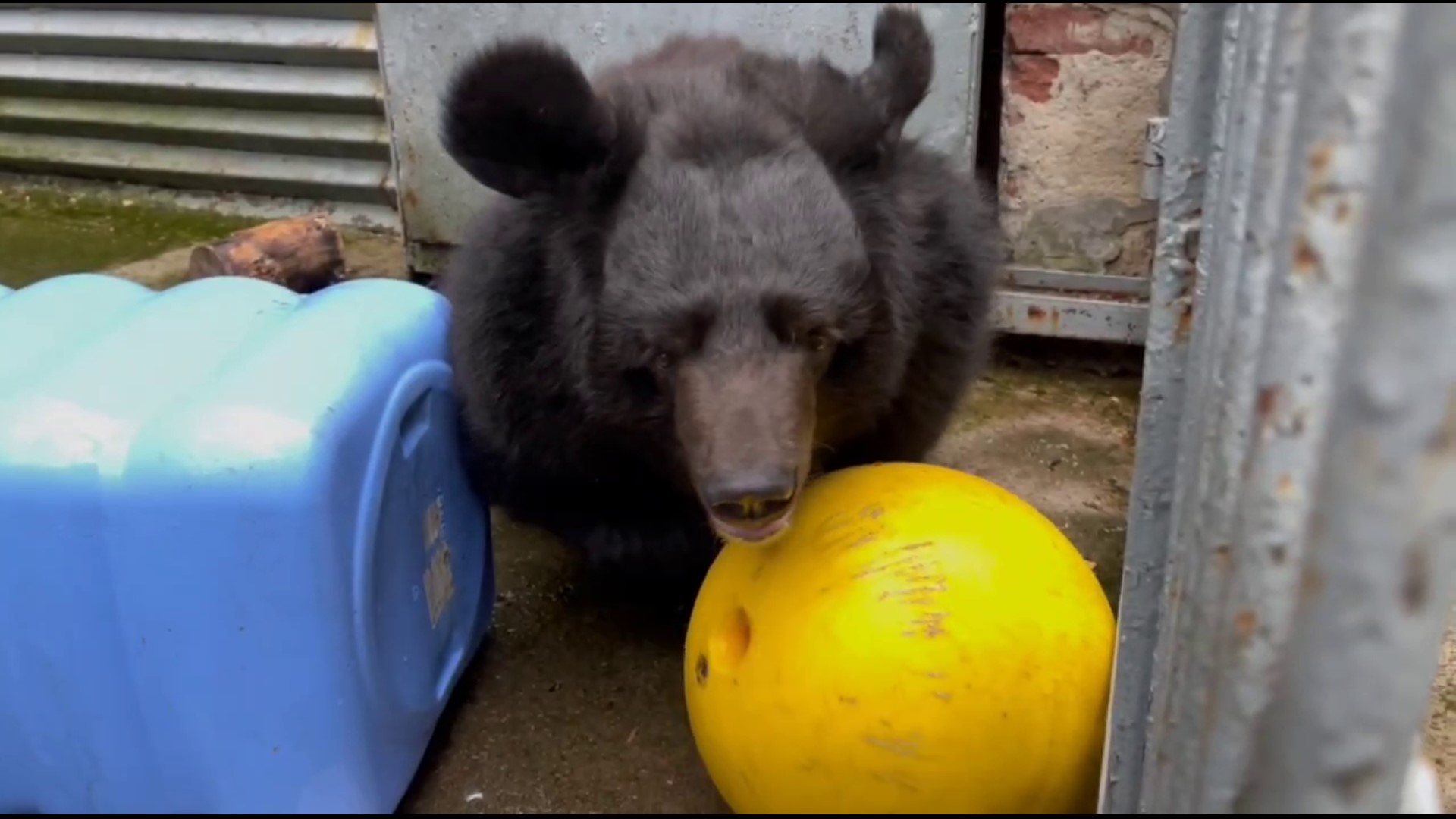 Любимые игрушки гималайского медведя смотреть онлайн