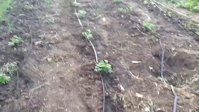 Смородина Ровада. Состояние на 14 мая смотреть онлайн