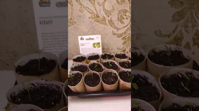 Лайфхак для выращивания рассады. смотреть онлайн