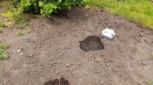 Сажаю Дыни в Открытый Грунт сорта «КОЛХОЗНИЦА и  СЛАДКОЕЖКА».   Посадка ЛУНКАМИ.  ??? 21 мая 2023г?