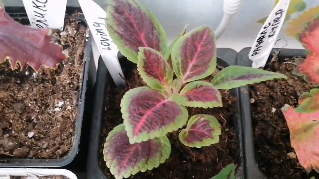 Колеусы более 40 сортов с названиями. 1 часть.