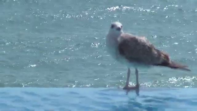 чайки смотреть онлайн