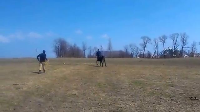 Объездка жеребца смотреть онлайн