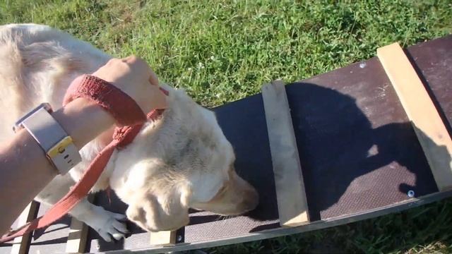 Лабрадор первый раз на площадке для собак:))) #нашасобакаДжесси #лабрадор #dog смотреть онлайн