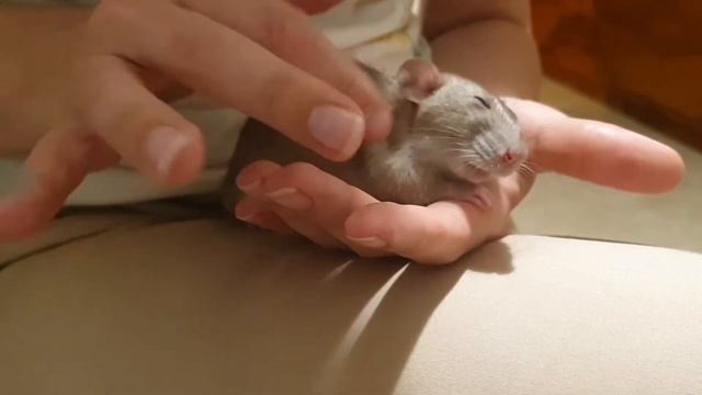 Крыса кайфует смотреть онлайн