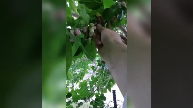 Сезонът на черниците и черешите/ Dut ve kiraz sezonu смотреть онлайн