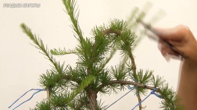 Ниваки из лиственницы (ч.2). смотреть онлайн