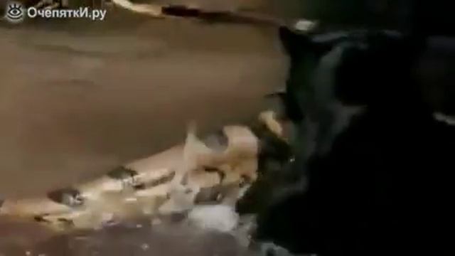 Схватка пантеры и анаконды смотреть онлайн