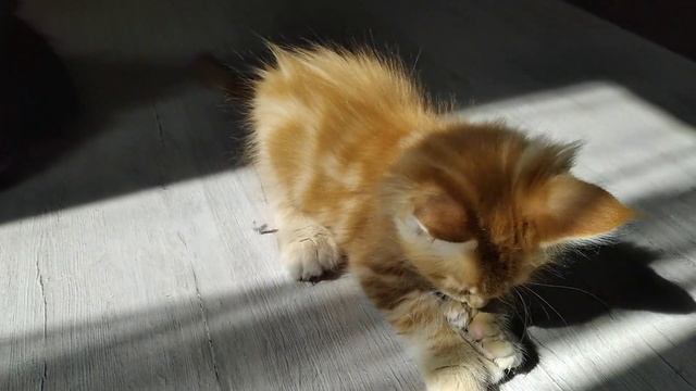 Шестипалые котята мейн куны выясняют кто из них главный ? смотреть онлайн