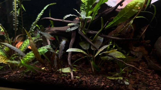 КАКИЕ НОВЫЕ РЫБЫ ПОЯВИЛИСЬ И ДЛЯ ЧЕГО. Звездчатый сом сидит на икре. Неожиданный нерест смотреть онлайн