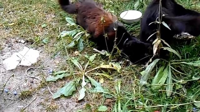 Бездомные животные: дай им шанс на жизнь . смотреть онлайн