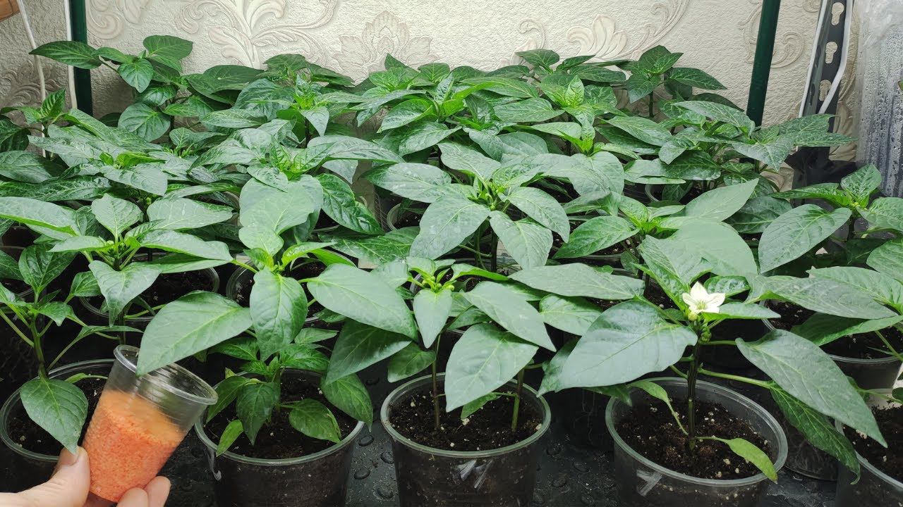 Обязательно подкормите рассаду этим удобрением. Перцы томаты баклажаны растут здоровыми и крепкими. смотреть онлайн