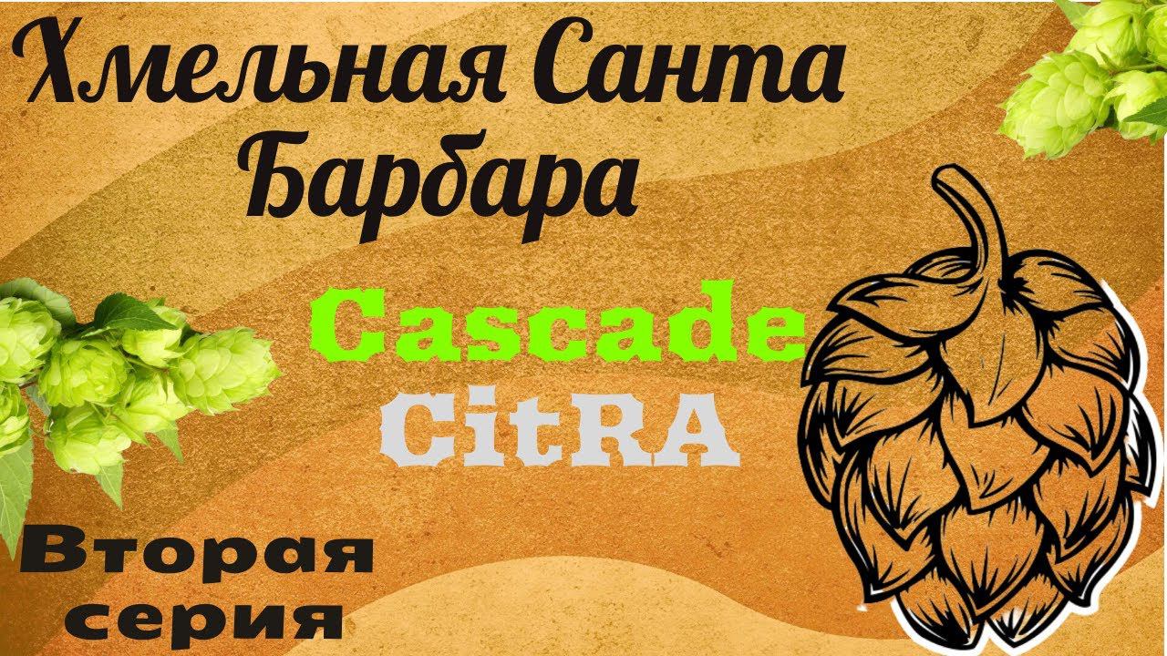 Хмельная санта Барбара!!Серия 2!Cascade и Citra!Хмель в домашнем пивоварении!Z смотреть онлайн