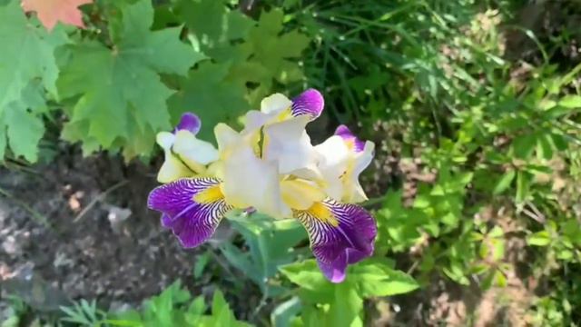 IRISES "WABASH" /ИРИС БОРОДАТЫЙ (ГЕРМАНСКИЙ) "ВАБАШ" смотреть онлайн