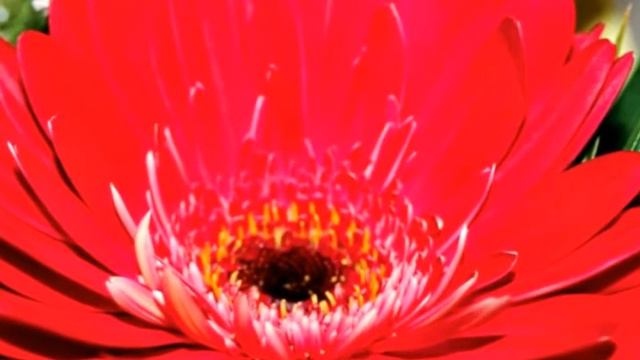 RED GERBERA смотреть онлайн