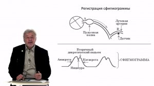 Евсеев А.В. Нормальная физиология. Лекция №18. Движение крови по венам. Периферический кровоток.2024