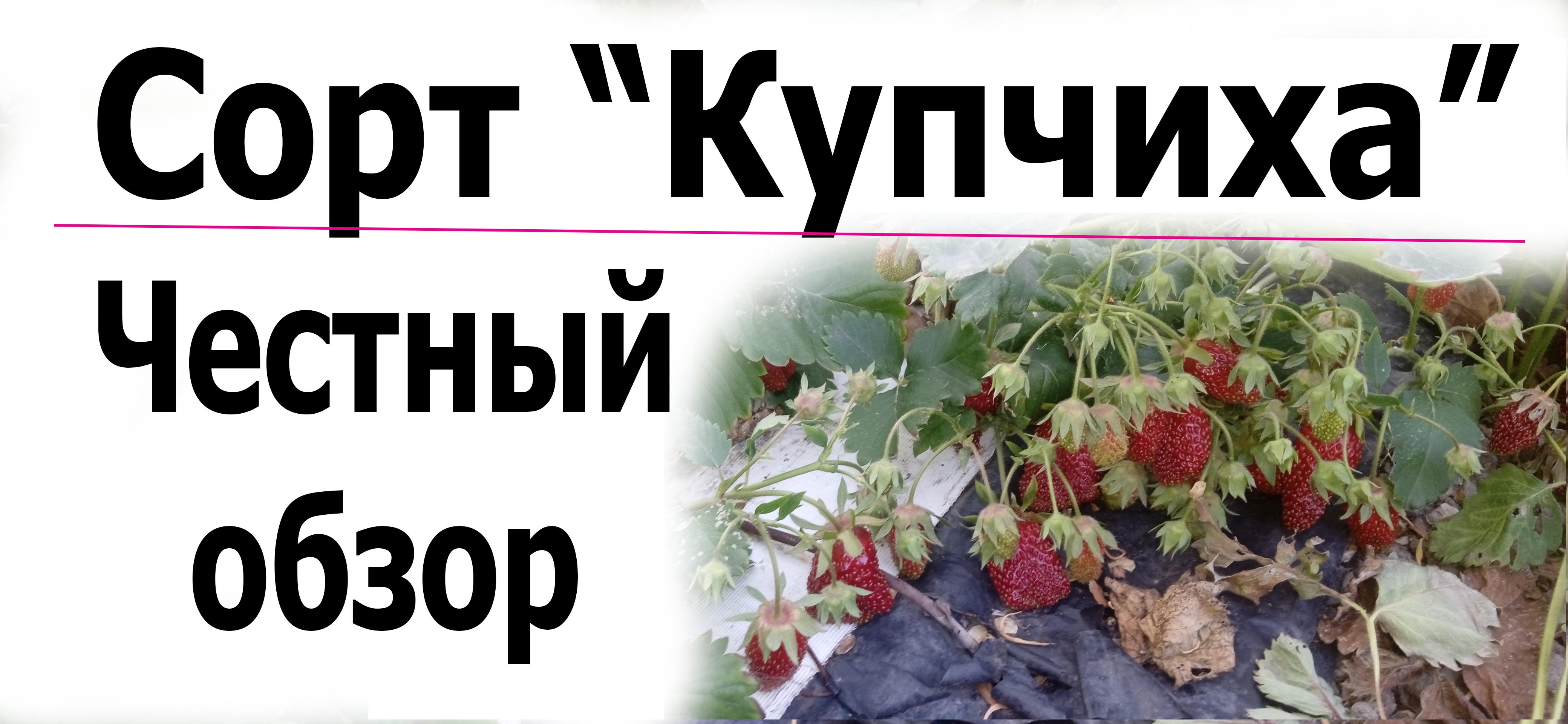 Клубника сорт "Купчиха" - Вся правда. смотреть онлайн