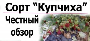 Клубника сорт "Купчиха" - Вся правда.