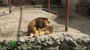 Лев и львица   Вторая часть