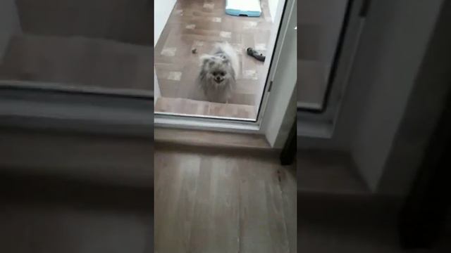 @Pomeranian.ok наш Инстаграм. смотреть онлайн