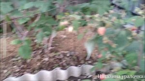 ремонтантная малина Шапка Мономаха сорт с крупными ягодами.