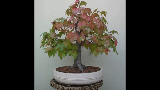 Deciduous Bonsai- Liquidambar Bonsai