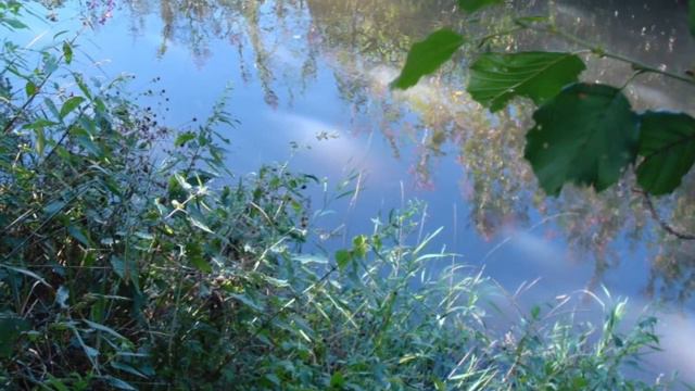 The Woodland Stream, by Edward Elgar смотреть онлайн