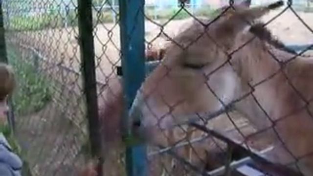 Кулан смотреть онлайн