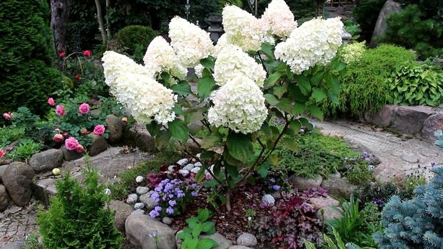Гортензия: виды, сорта смотреть онлайн