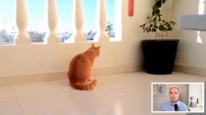 Кошка дергает лапами спиной хвостом головой | Синдром гиперестезии кошек