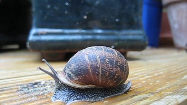 Slither 1 смотреть онлайн