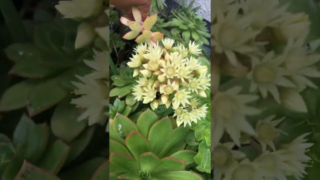 Succulents смотреть онлайн