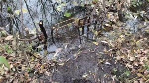 Охота на бобра проходными капканами на приманку замануха.