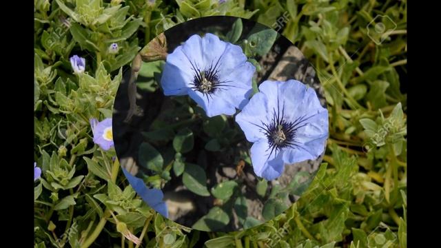 НОЛАНА (NOLANA) сем. Нолановые смотреть онлайн