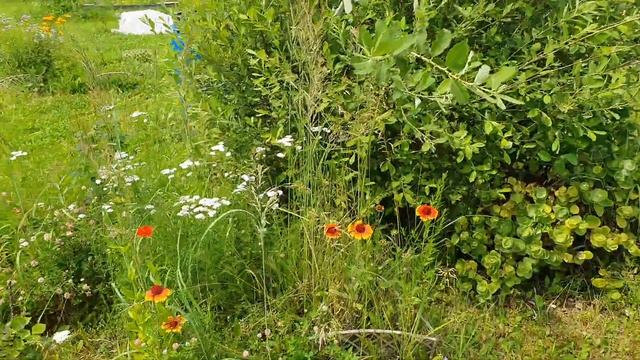 Розы - мимозы и Варькины позы или опять колхозим:) смотреть онлайн