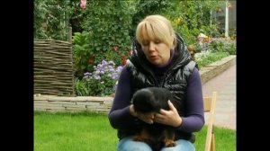 Собака-облизака Бельгийский  грифон. особенности поведения, воспитания и выращивания