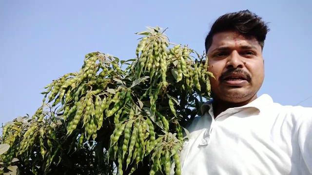 अरहर कुदरत 3 बीज लगाये 9415643838.9580688521(2) смотреть онлайн