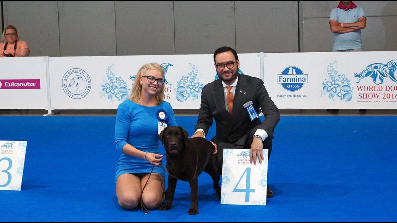 World Dog Show 2016 смотреть онлайн