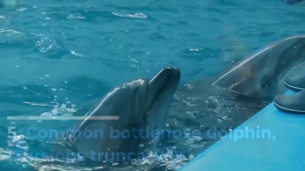 Top 10 most beautiful animals in the world