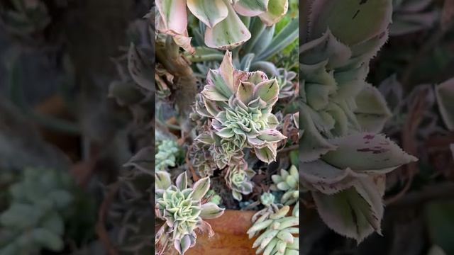 Aeonium Cv ‘Sunburst’ Crested