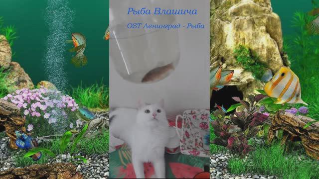 Рыба Кота Влашича смотреть онлайн