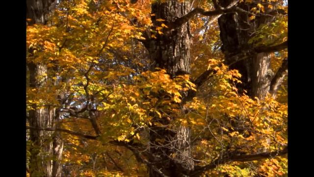 Осень -- она не спросит, Осень -- она придёт. смотреть онлайн